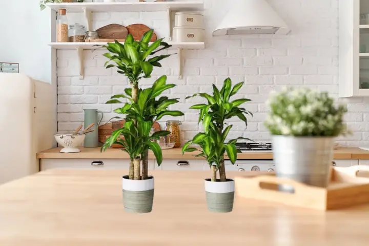 Đặt Cây Phong Thủy Trong Nhà Bếp