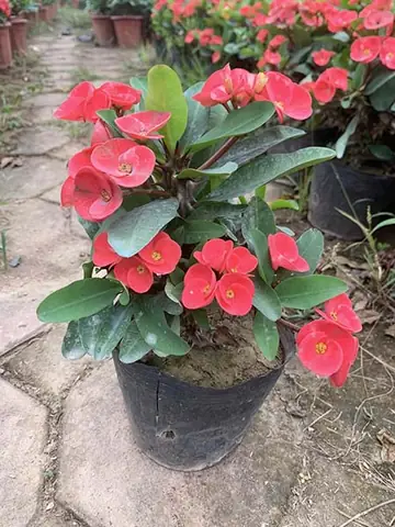 Xương Rồng Bát Tiên Phong Thủy