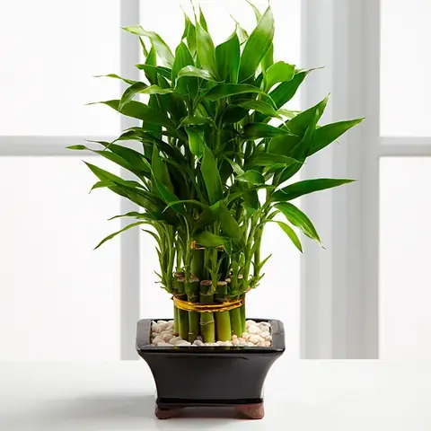 Ý Nghĩa Các Loài Cây Phong Thủy