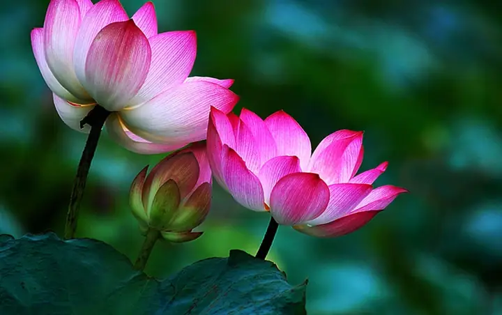 Ý Nghĩa Hoa Sen Trong Phong Thủy