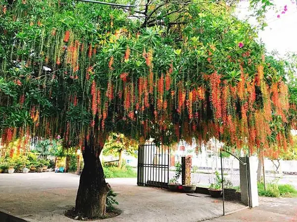 Ý Nghĩa Phong Thủy Cây Lộc Vừng