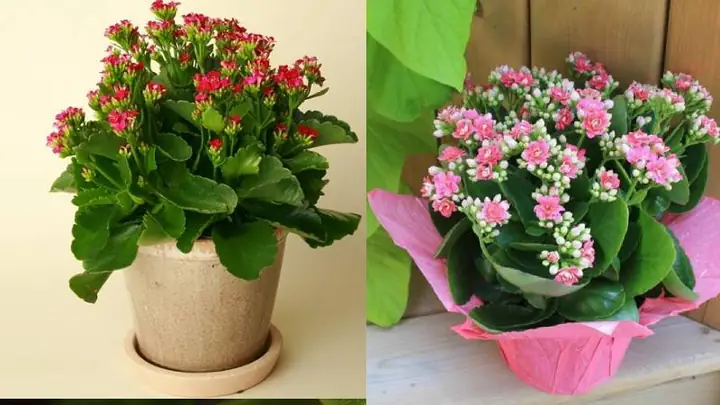 Ý Nghĩa Phong Thủy Cây Sống Đời