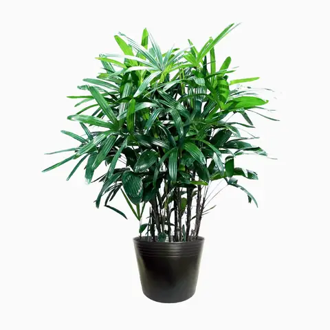 Ý Nghĩa Phong Thủy Cây Trúc Mây