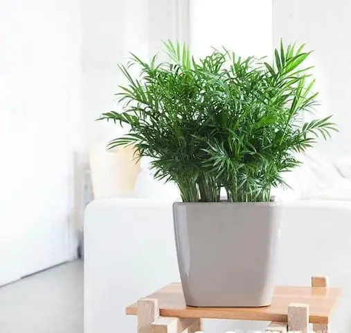 Ý Nghĩa Phong Thủy Của Các Loại Cây Cảnh