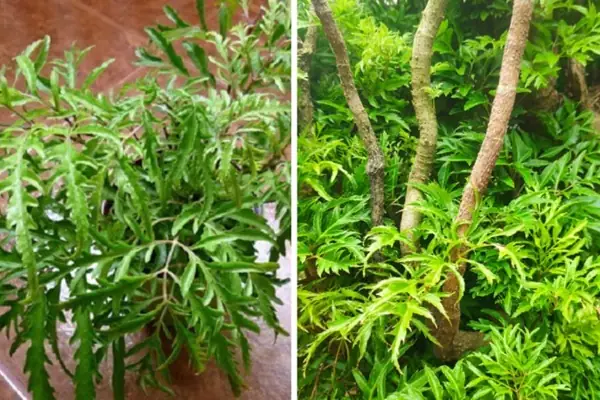 Ý Nghĩa Phong Thủy Của Cây Đinh Lăng