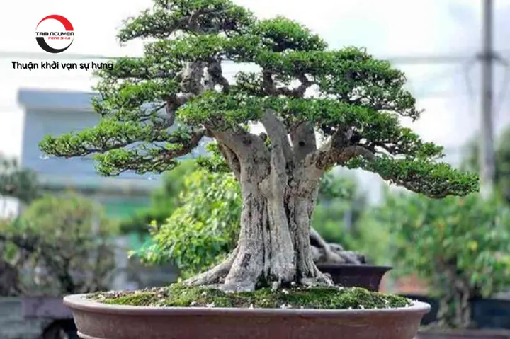 Ý Nghĩa Phong Thủy Của Cây Duối