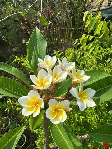 Ý Nghĩa Phong Thủy Của Cây Hoa Sứ