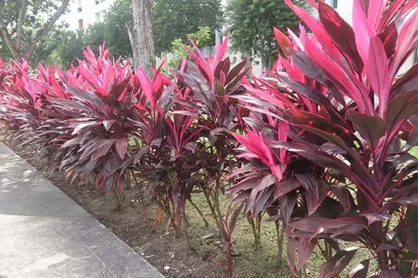 Ý Nghĩa Phong Thủy Của Cây Huyết Dụ