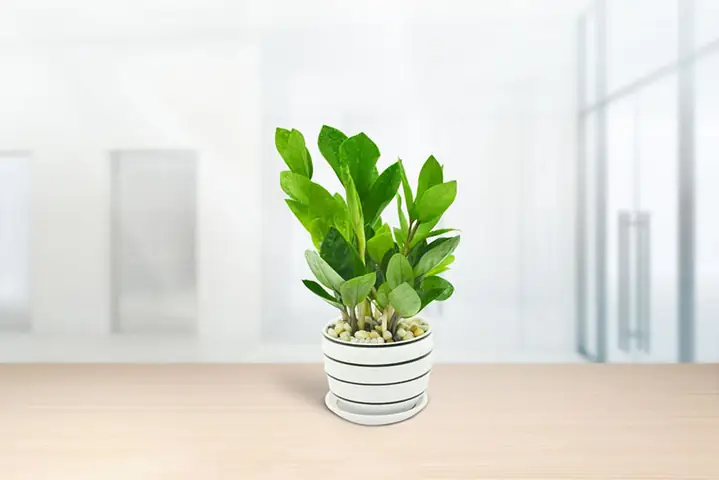 Ý Nghĩa Phong Thủy Của Cây Kim Tiền
