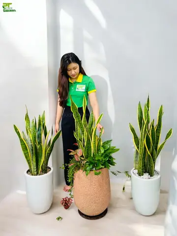 Ý Nghĩa Phong Thủy Của Cây Lưỡi Hổ