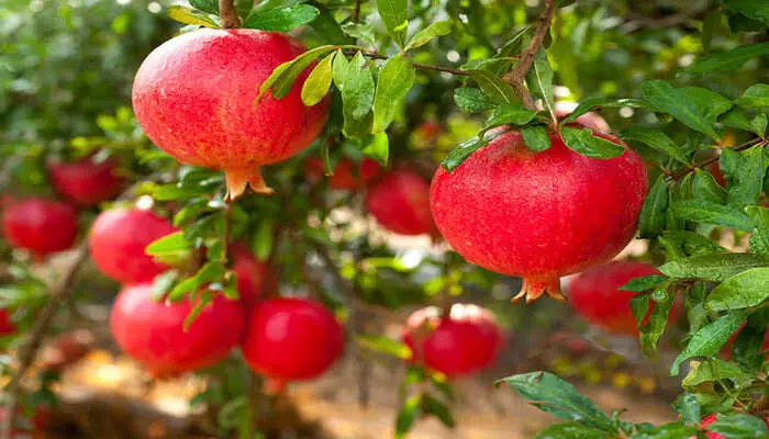 Ý Nghĩa Phong Thủy Của Cây Lựu