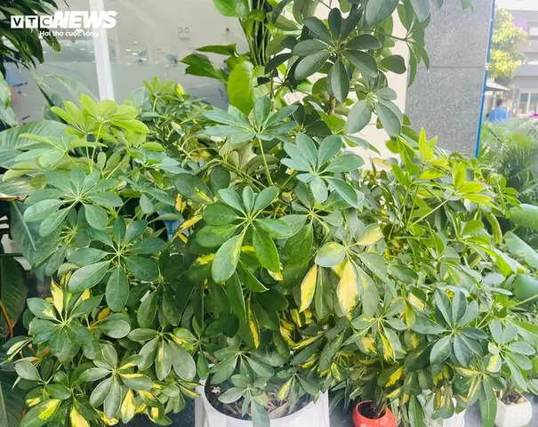 Ý Nghĩa Phong Thủy Của Cây Ngũ Gia Bì