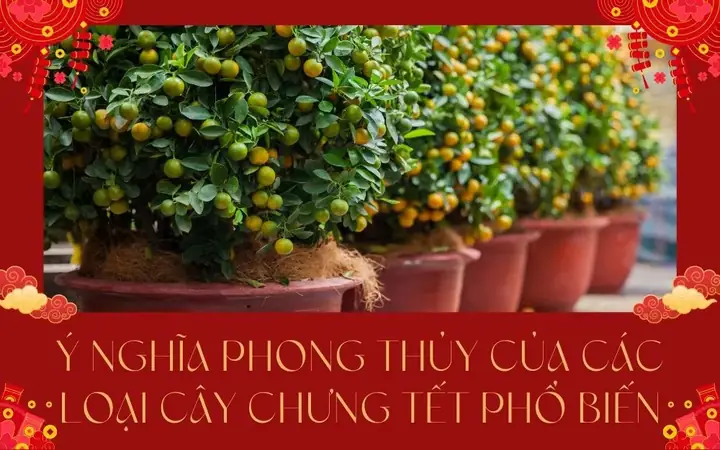 Ý Nghĩa Phong Thủy Của Cây Quất