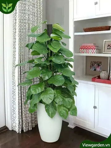 Ý Nghĩa Phong Thủy Của Cây Trầu Bà