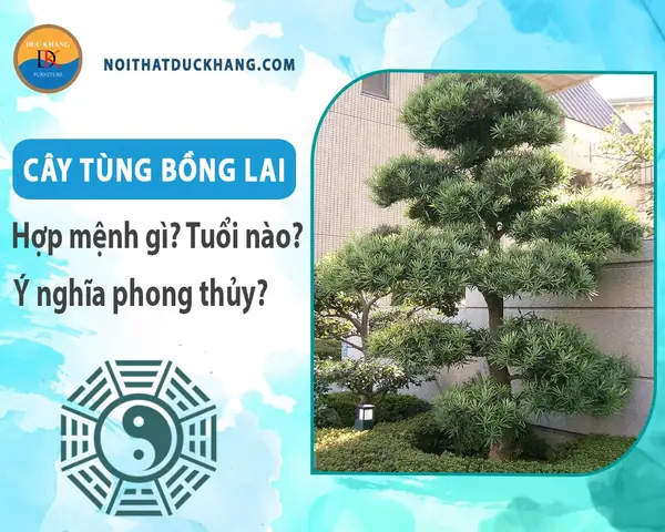 Ý Nghĩa Phong Thủy Của Cây Tùng Bồng Lai